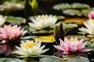 pink water lily