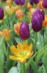 Captivating Princess Irene Tulip in Full Bloom with Purple Flag Tulips in the Backdrop