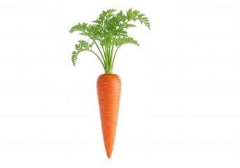 Orange root vegetable with green foliage isolated on a transparent background