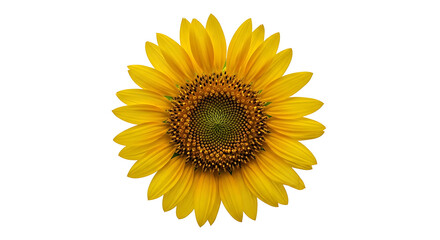 Fototapeta premium Bright Yellow Sunflower Isolated on White Background.