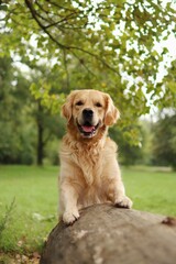 A smiling golden retriever has its front paws resting on a tree trunk