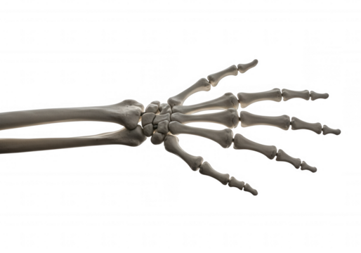 Human skeletal hand and forearm isolated on a transparent background