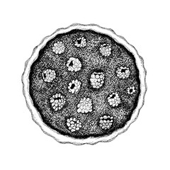 Berry pie of raspberry or blackberry. Berry tart or cake isolated. Black and white pastry sketch. Bakery line art. Dessert food. Thanksgiving clipart. Hand drawn ink illustration for menu, recipe