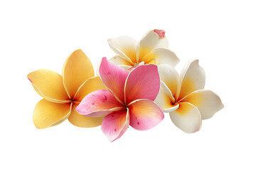 Naklejka premium Close-up of three plumeria blossoms in yellow, pink, and white