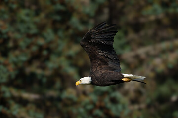 Bald eagle in flight after taking off from a branch