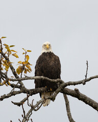 Adult bald eagle staring into the camera