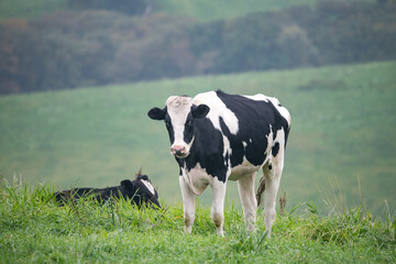 cow on a meadow