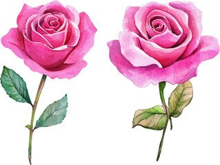 pink rose isolated on white background