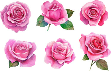 set of pink roses flowers