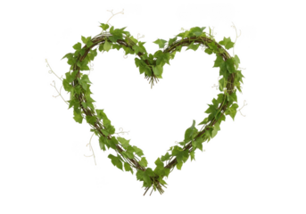 Heart shaped ivy vine wreath, green leaves, romantic decoration, nature inspired design, isolated on transparent background