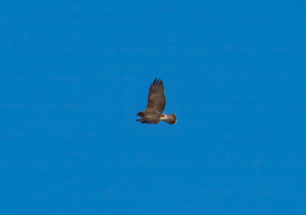 Hawk in flight with blue sky