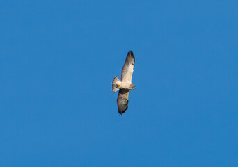Hawk in flight with blue sky