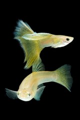 Fish in aquarium. Yellow Guppy glides gracefully, its shimmering colors like strokes of living light. Each delicate fin flows like silk in water. Guppy isolated on black background.