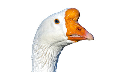 Obraz premium Closeup of a White Goose Head with an Orange Beak.