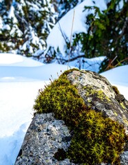 Moss growing on a snow-covered rock