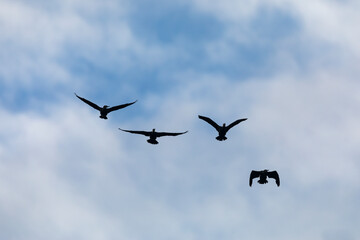 chorégraphie de cormorans