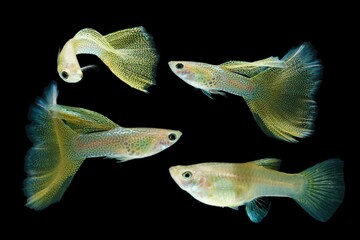 Fish in aquarium. Yellow Guppy glides gracefully, its shimmering colors like strokes of living light. Each delicate fin flows like silk in water. Guppy isolated on black background.