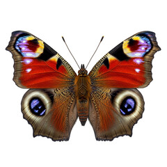 Beautiful peacock butterfly with colorful wings isolated on white background, a captivating insect in vibrant hues and intricate patterns