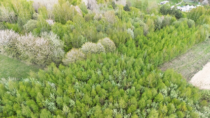 Aerial view of lush green trees in a dense forest with blooming flowers, showcasing nature's beauty during spring. A serene landscape perfect for outdoor activities.