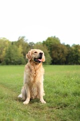 Smile Golden Retriever is on a meadow.