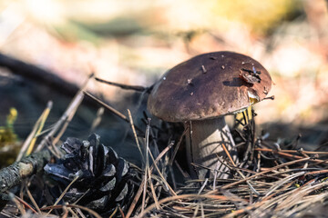Autumn mushroom