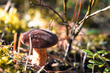Autumn mushroom