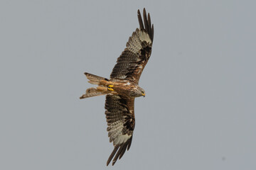 Red kite