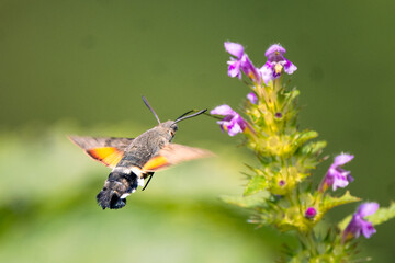 Hummingbird hawk-moth