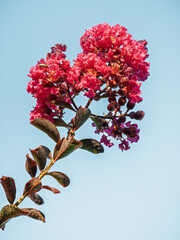 Closeup view of lagerstroemia indica or crape myrtle branch with cluster of red pink flowers blooming outdoors on blue sky background