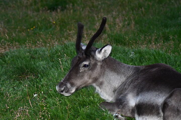 RENNA ARTICA IN ISLANDA