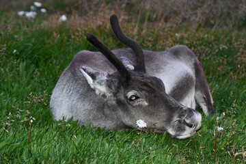 RENNA ARTICA IN ISLANDA