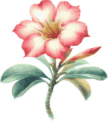 Watercolor vector illustrations of an adenium flower