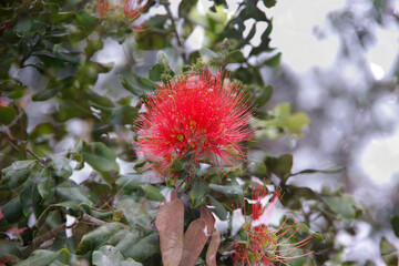 Double exposure photo of a red bottlebrush tree blossom