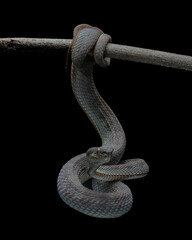 snake on a black  background (Trimeresurus purpureomaculatus)