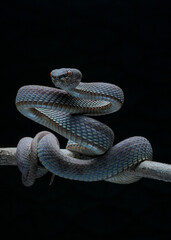 snake on the tree (Trimeresurus purpureomaculatus)