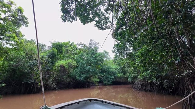 Boat trip on the Igarape do Urubu River, Delta das Americas, Ilha das Canarias, Brazil. Amazon Rainforest. South America