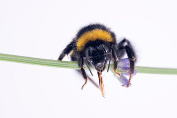 Schlafende Erdhummel,  unbestimmt, Echter Lavendel (Lavandula angustifolia),  Sommerkönigin