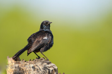 Indian black robin bird from srilanka.