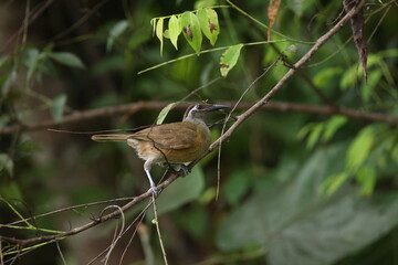 tawny-breasted honeyeater (Xanthotis flaviventer)