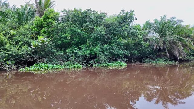 Boat trip on the Igarape do Urubu River, Delta das Americas, Ilha das Canarias, Brazil. Amazon Rainforest. South America