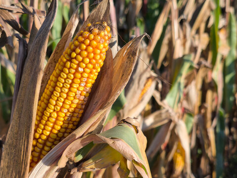 A large corn cob shines golden in the cornfield
