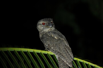 Papuan frogmouth (Podargus papuensis