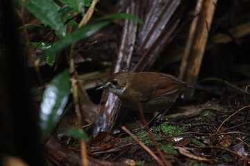 lesser ground robin (Amalocichla incerta)