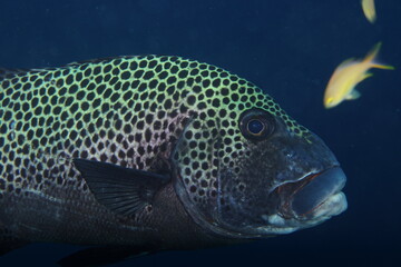harlequin sweetlips (Plectorhinchus chaetodonoides)