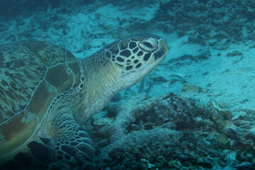 Fototapeta premium green sea turtle (Chelonia mydas)