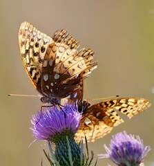Two butterflies on flower