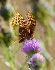 butterfly on flower 3