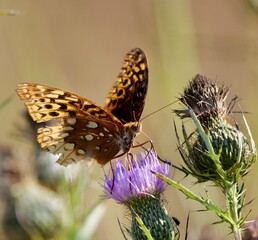butterfly on flower 2