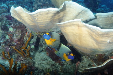 yellowface angelfish (Pomacanthus xanthometopon)
