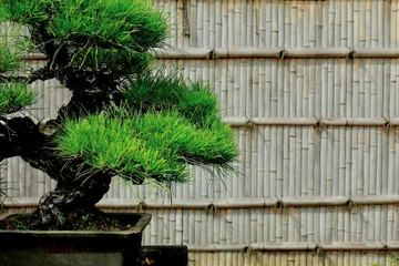 Fotobehang Bonsai 松の盆栽と竹垣　年賀状  © もふいち
